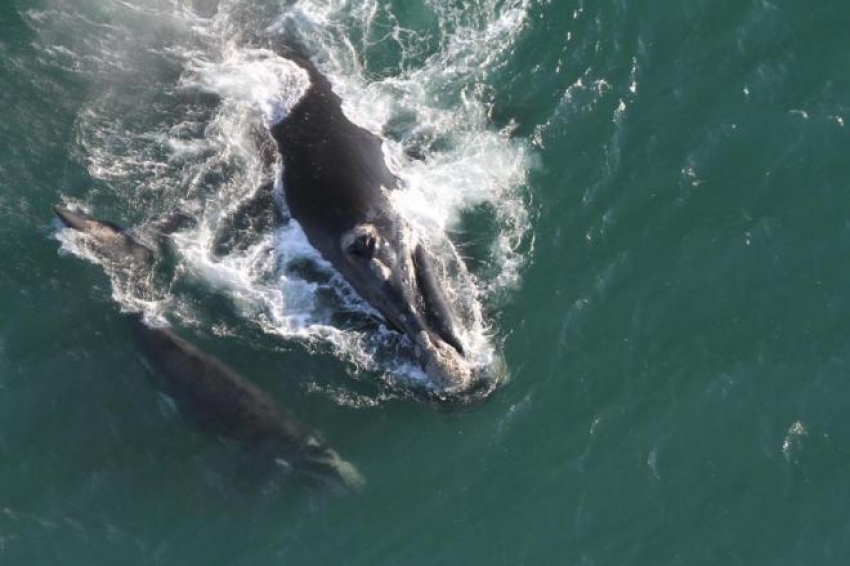 Primeiro monitoramento aéreo do ano registra 30 baleias em SC