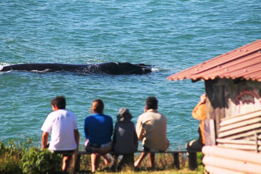 Vai começar o Turismo de Observação de Baleia por Terra 