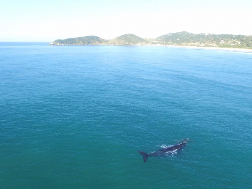 Turismo de Observação: Baleias dão show no Rosa em roteiro da TobTerra